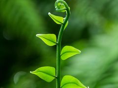 -国家植物园南园
