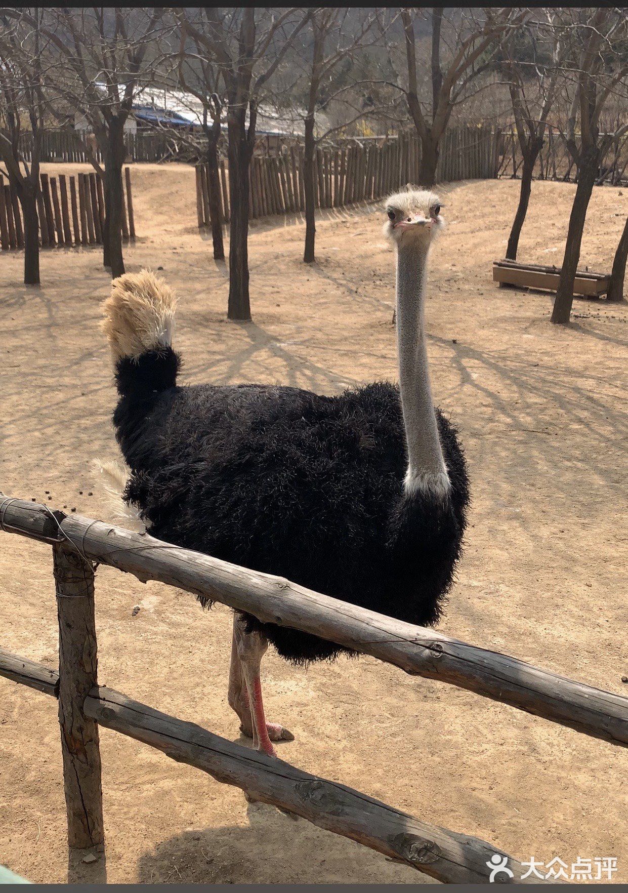 第一次去黃島的野生動物園玩,和朋友一起玩了一下午