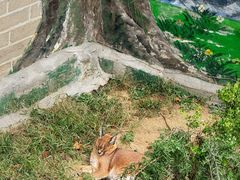 -西霞口神雕山野生动物世界