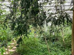 -南山植物园