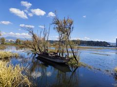 -洱海月湿地公园