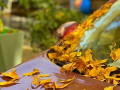 -三里屯东五街银杏大道