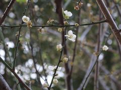 -荔枝公园(福田区)