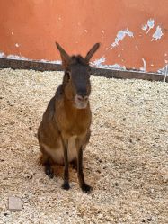 -Zoolung Zoolung动物主题公园(海信广场店)