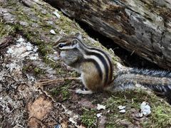 -五营红松林海景区