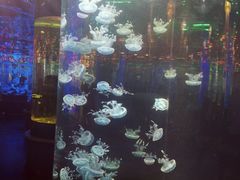 -石家庄海洋公园