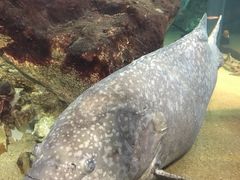 -西海国立公园九十九岛水族馆