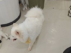 -共舞时光猫咖·狗咖(新街口店)