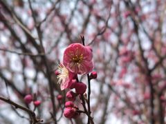 -禹州森林植物园