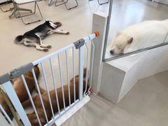 -共舞时光猫咖·狗咖(新街口店)