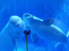 -多彩贵州城极地海洋世界