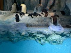 -帝企鹅自助餐厅•儿童岛•真企鹅(长隆企鹅酒店)