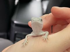 -酷以爬仙阁实体爬宠店·守宫·蜥蜴·专业繁育