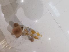 -帕帕拉兹宠物(亚洲旗舰店)