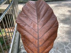 -吉隆坡雀鸟公园