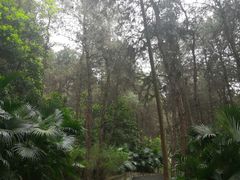 -铁山坪森林公园