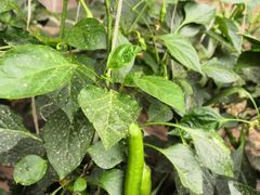 -万源龙顺度假庄园生态观光园