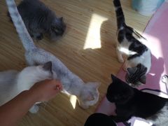 -Sweet cat·星愿猫咖(国贸大厦店)