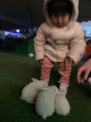 -萌宠亲子动物乐园(槐房万达店)