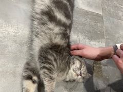 -楼上猫咖(罗湖店)