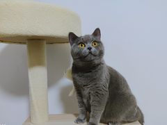 -屋虎猫馆(宝安大仟里店)