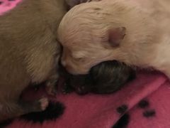 -爱宠屋pet shop·宠物洗澡·宠物美容