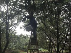 -塘栖枇杷特色园区