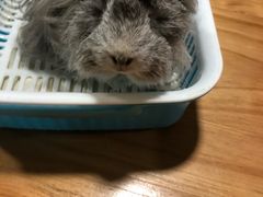 -藦茜花园宠物主题亲子互动体验馆(国顺东路店)