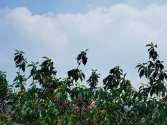 -北宅大永樱桃采摘基地(崂山总部)