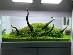 -ADA自然水景世界