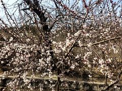 -白水寺森林公园