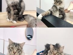 -猪盟咖啡店(玖洲道店)
