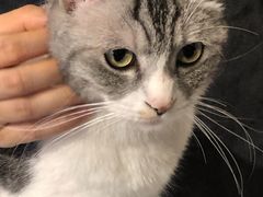 -猫儿山۰猫主题餐厅