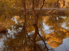 -金塔沙漠胡杨林景区