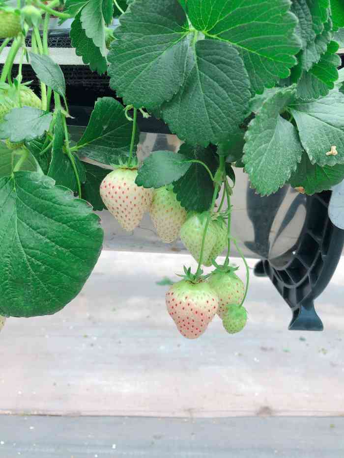绿沃川草莓图片