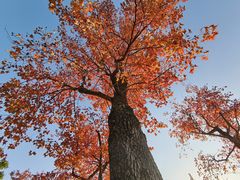 -顺峰山公园