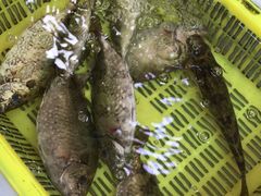 -老字号蛇口德记烧腊饭店·海鲜加工