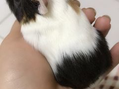 -中环花鸟鱼虫市场