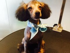 iphone_upload_pic-Oh My Dog宠物沙龙(伊珊娜皮毛护理店)
