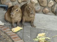 -北京野生动物园