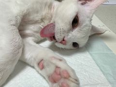 -瑞派长江宠物医院·猫科·外科·24小时夜护(谊城公寓分院)