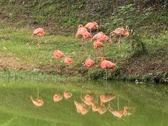 -合肥野生动物园