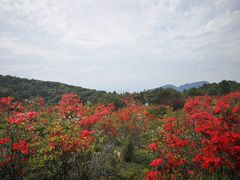 -永泰中国云顶