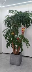 点击看大图 -悟空祛痘