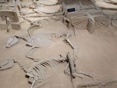 -洛阳周王城天子驾六博物馆