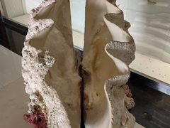 -青岛贝壳博物馆