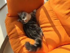-飞行喵MR PILOT|猫舍·猫咖(静安大融城店)