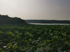 -丁香湖公园