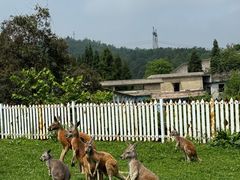 -贵州森林野生动物园