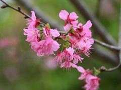 -天适樱花悠乐园
